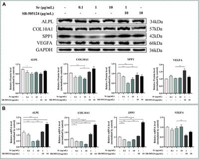 Strontium Regulates the Proliferation and Differentiation of Isolated Primary Bovine Chondrocytes via the TGFβ/SMAD Pathway